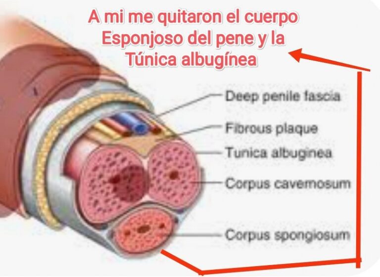 jose andres olivo garate